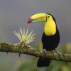 Tucano (TPC01)