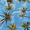 Palme e Cielo (TPC02)