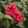Fiore Ibisco (TPC03)
