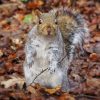 Animali Autunno Scoiattolo (ATN01)