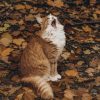 Animali Autunno Gatto (ATN02)