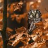 Animali Autunno Gufo (ATN05)
