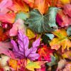 Foliage Multicolore (FLG01)