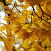 Foliage Gialle (FLG02)
