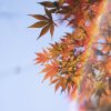 Foliage Arcobaleno (FLG03)