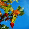 Foliage Cielo Blu (FLG05)