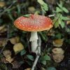 Mushrooms Rosso Bianco (MSH01)