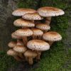 Mushrooms Marrone Beige (MSH02)