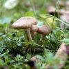 Mushrooms Beige (MSH03)