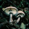 Mushrooms Bianco (MSH04)