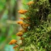 Mushrooms Giallo (MSH05)